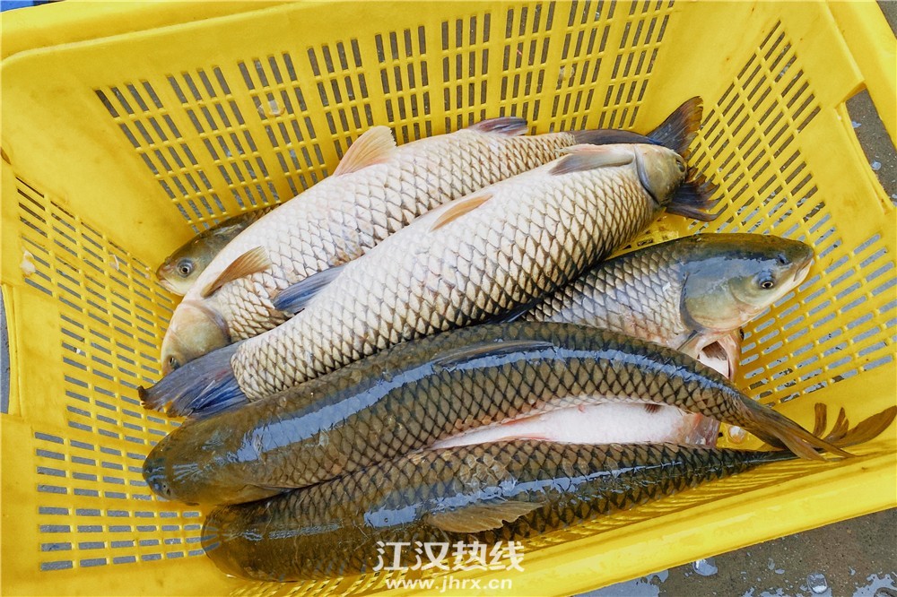 图文丨直击仙桃最大农产品交易地的水产区 堆成山的草鱼只要这个价