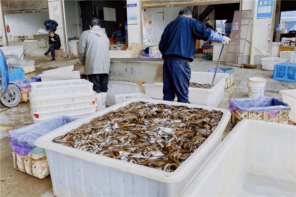 圖文丨直擊仙桃最大農產品交易地的水產區 堆成山的草魚只要這個價