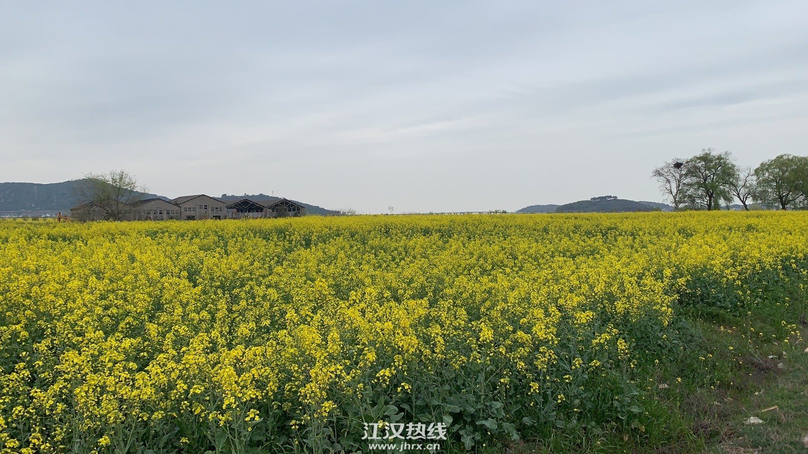 路边的油菜花