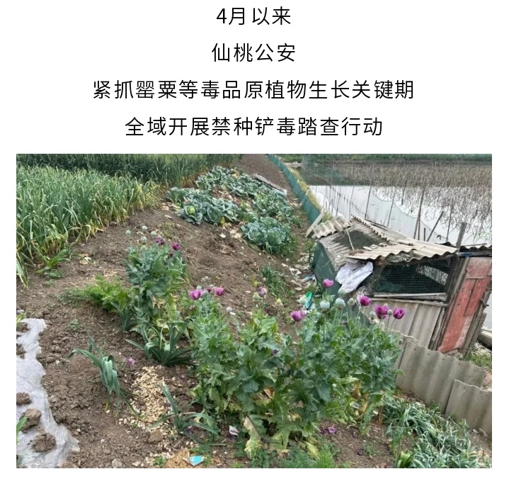 一株也不放过！仙桃公安全域踏查铲除罂粟原植物 - 副本.jpg