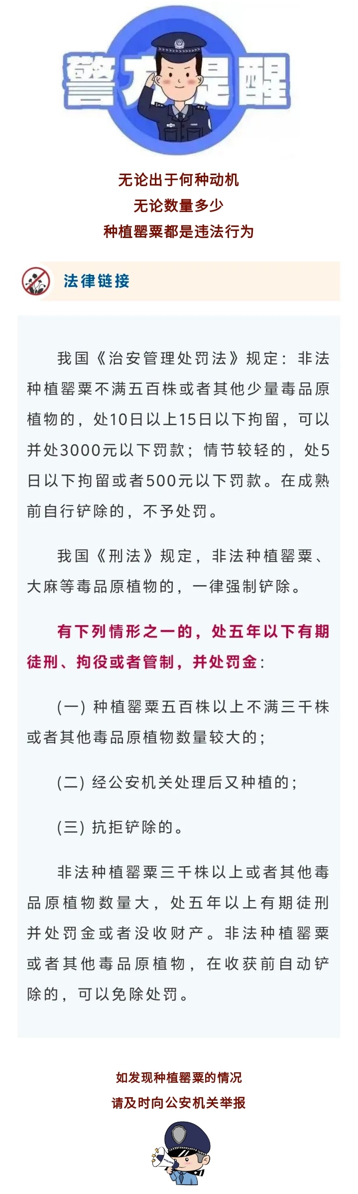 一株也不放过！仙桃公安全域踏查铲除罂粟原植物 - 副本 (3).jpg