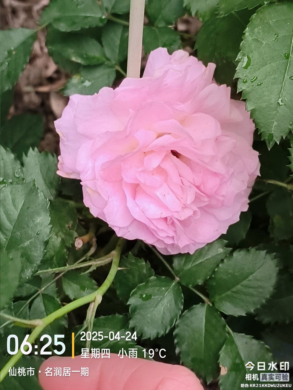 20250424070325front2_0_19125_FlkH-CnLVgHg9gC7G1bnon5q7ndM.jpg