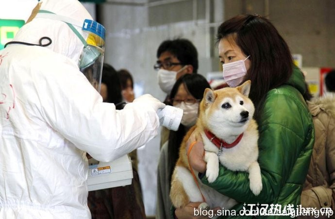 全副武装的工作人员正在对避难的女子和宠物狗进行辐射数检测