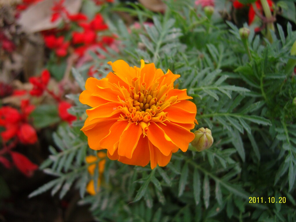 SNC10193.JPG