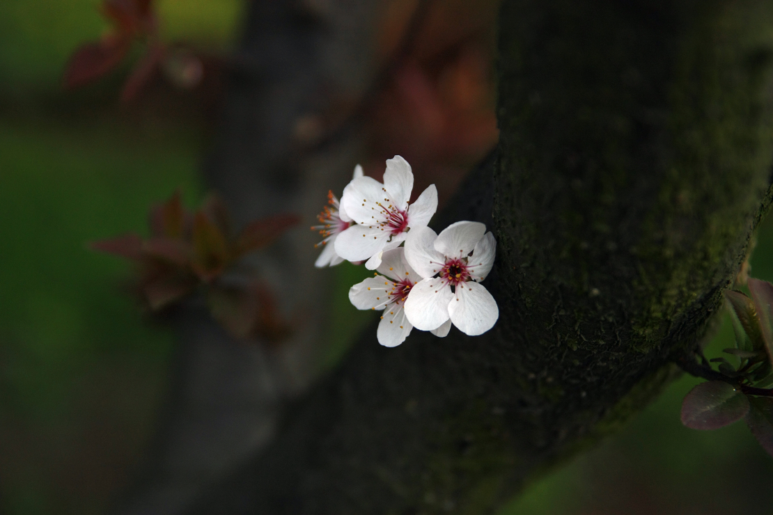 紫花地丁40.jpg