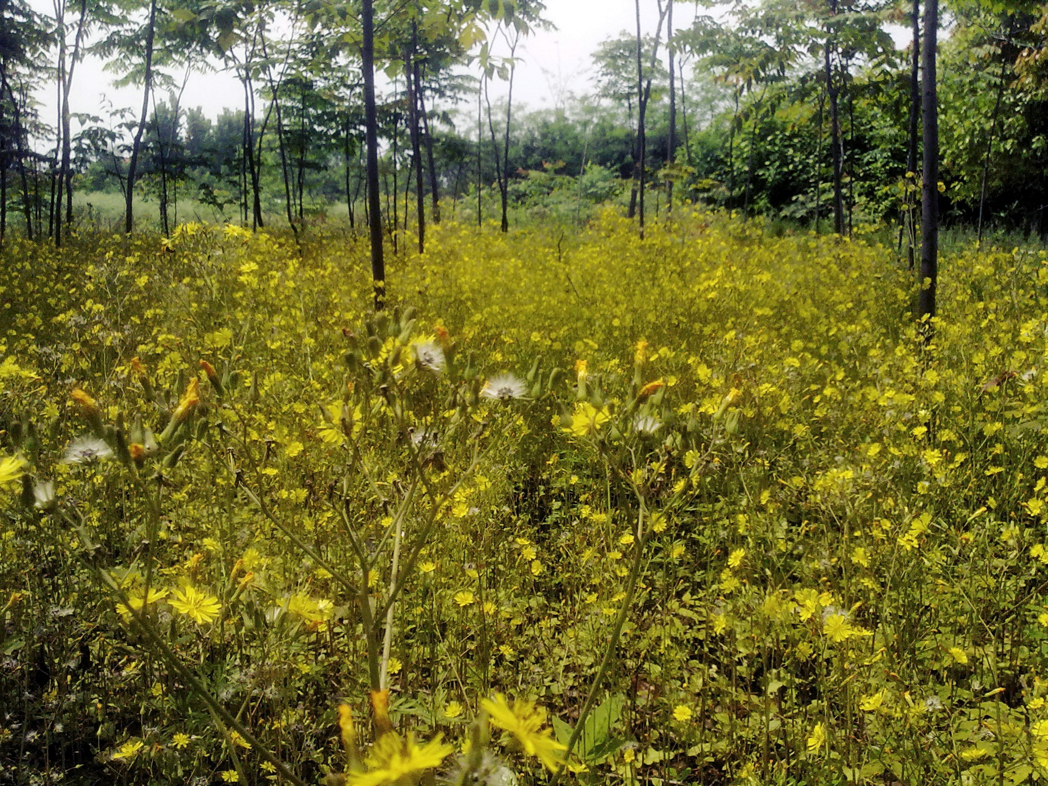 20120502393.jpg