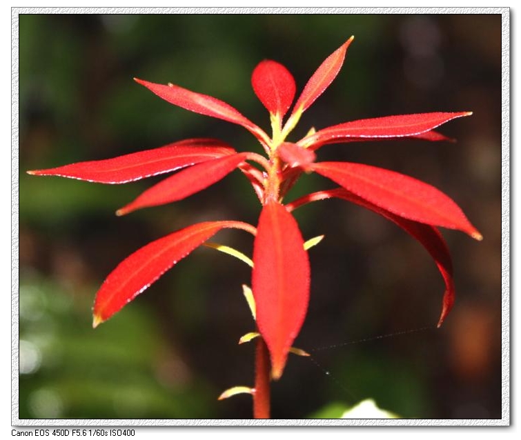 花卉 (29).jpg