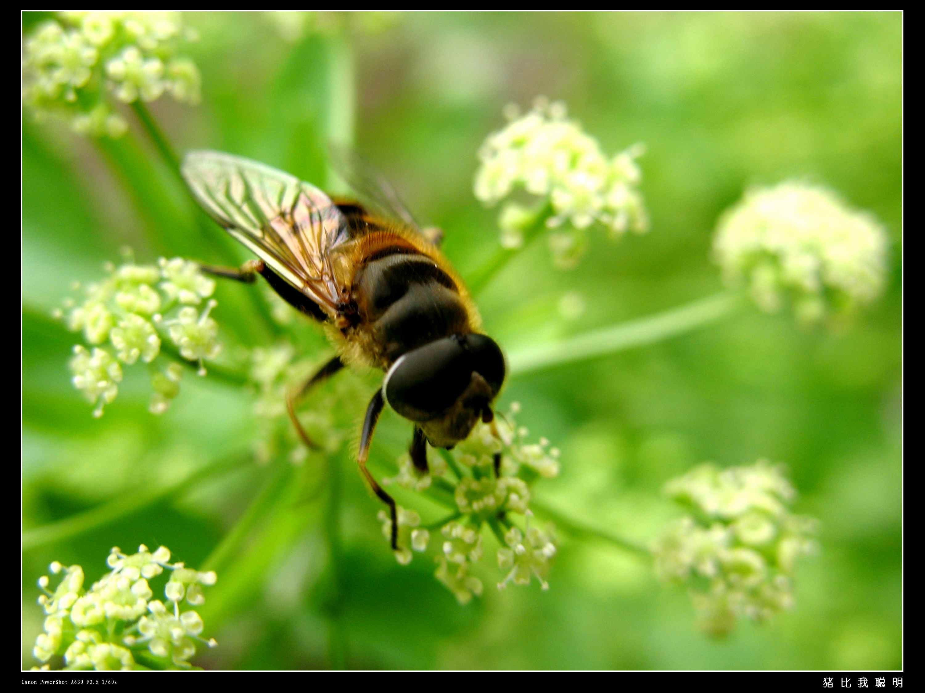 蜜蜂5.jpg