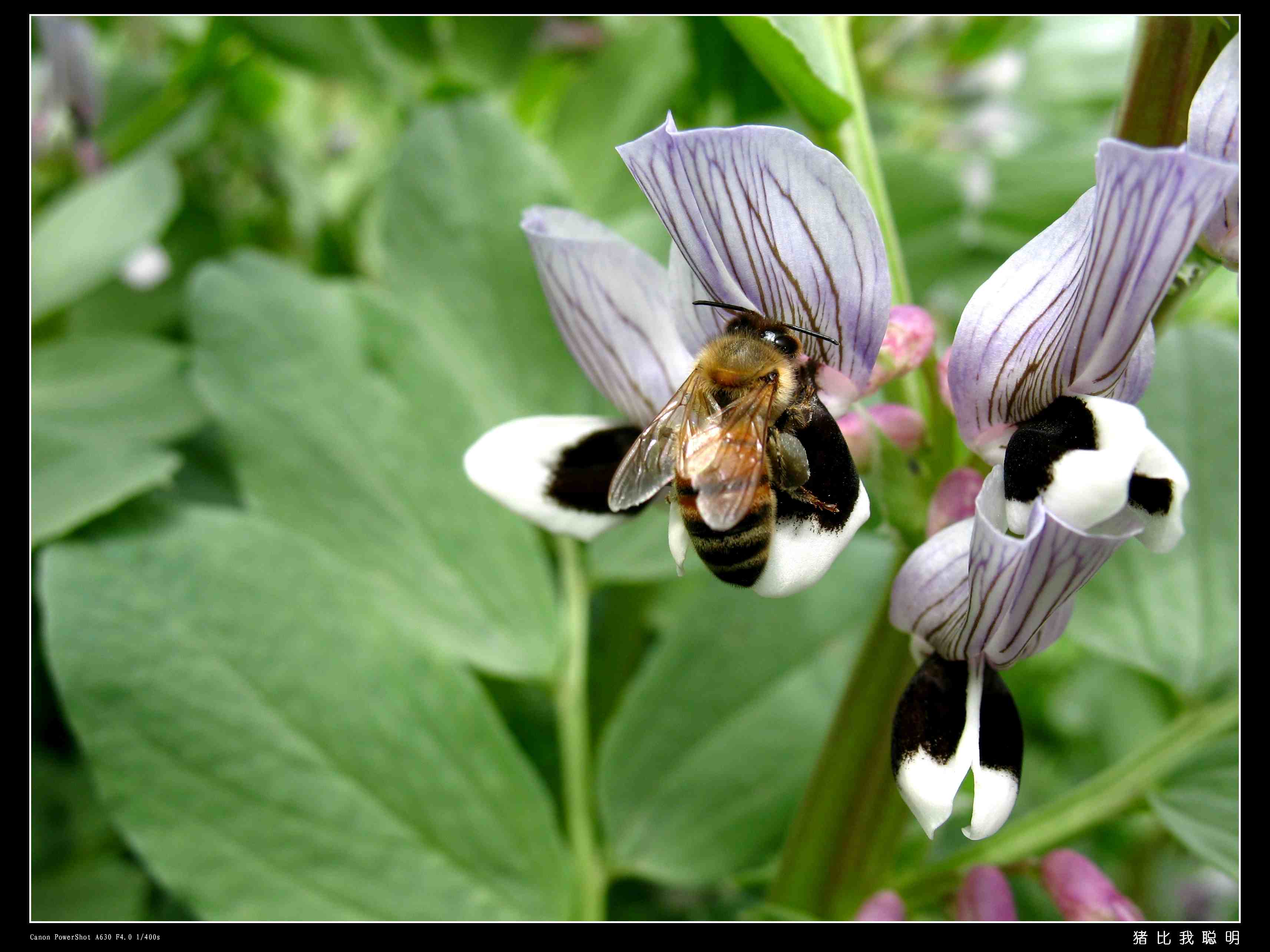 蜜蜂2.jpg