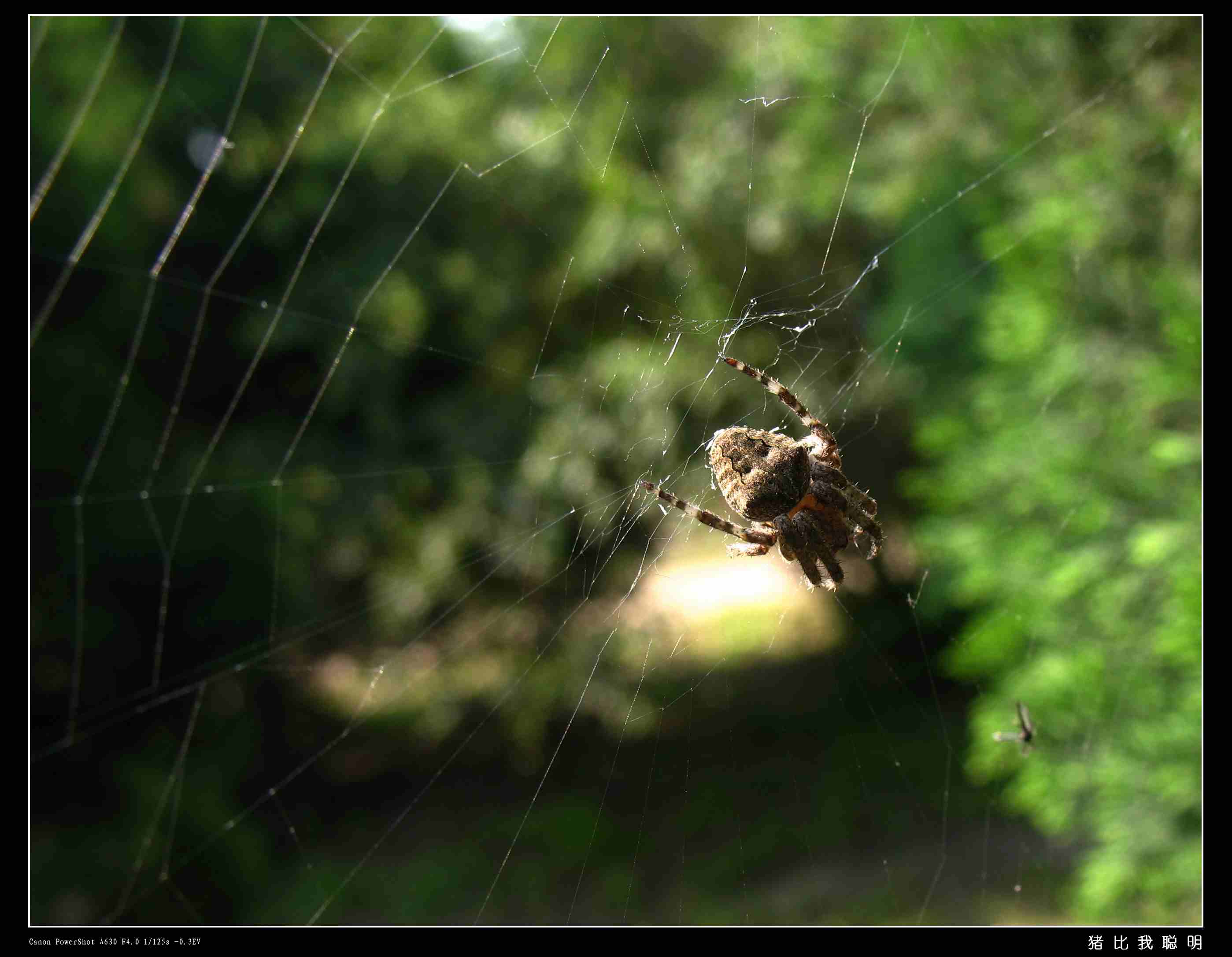 蜘蛛.jpg