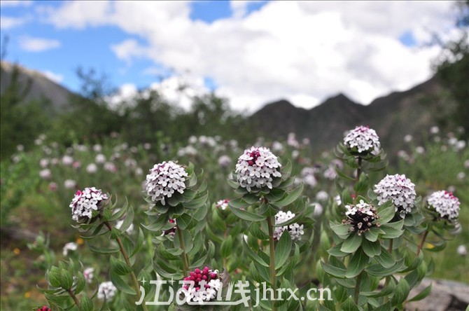 香香的狼毒花.jpg