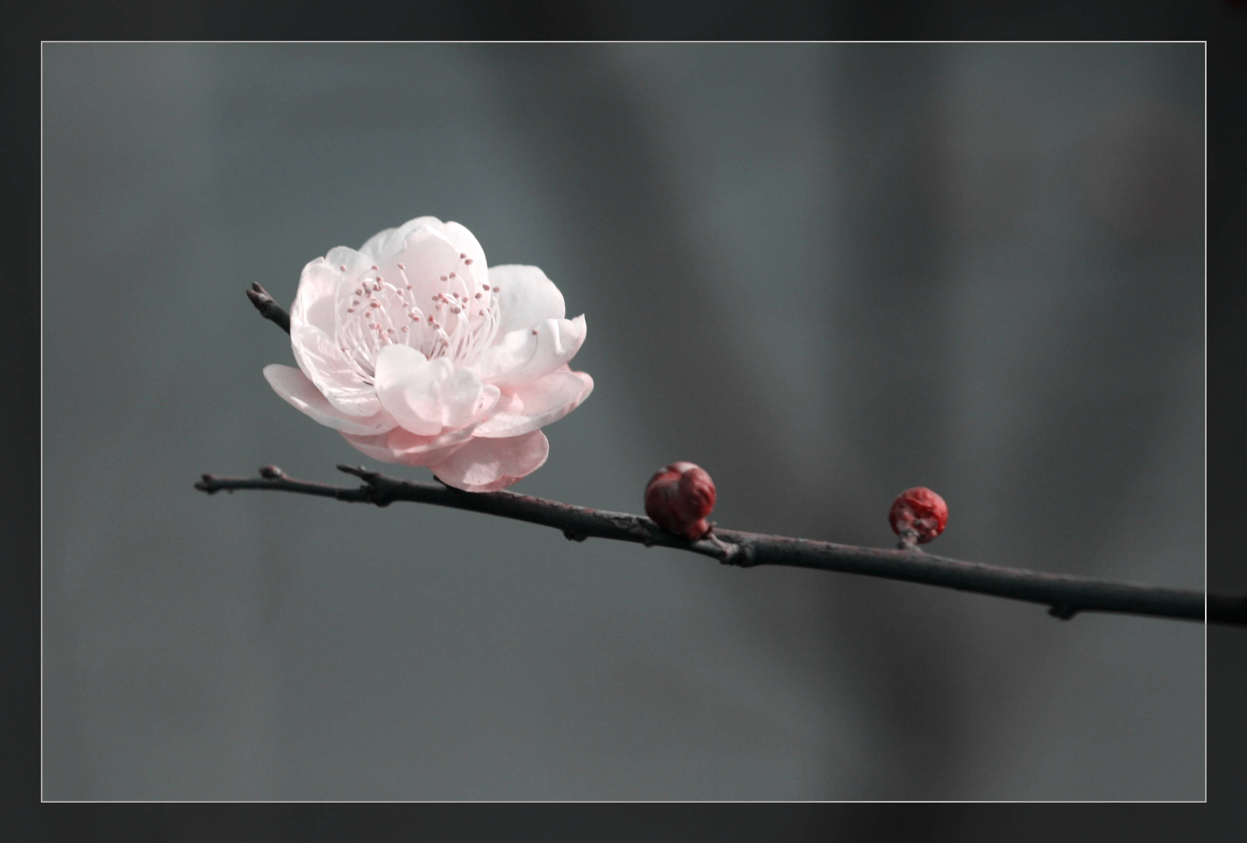 照片 733.jpg
