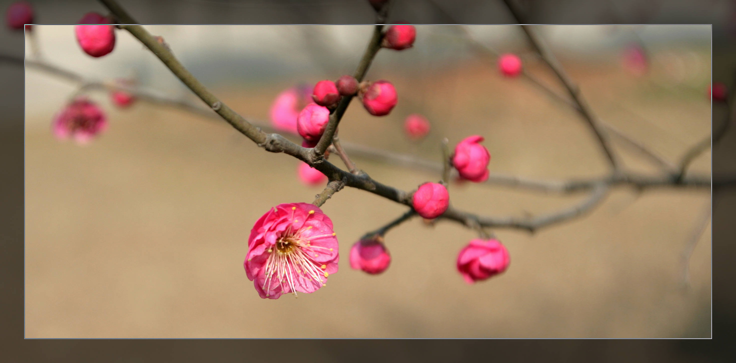 又见梅花 117.jpg