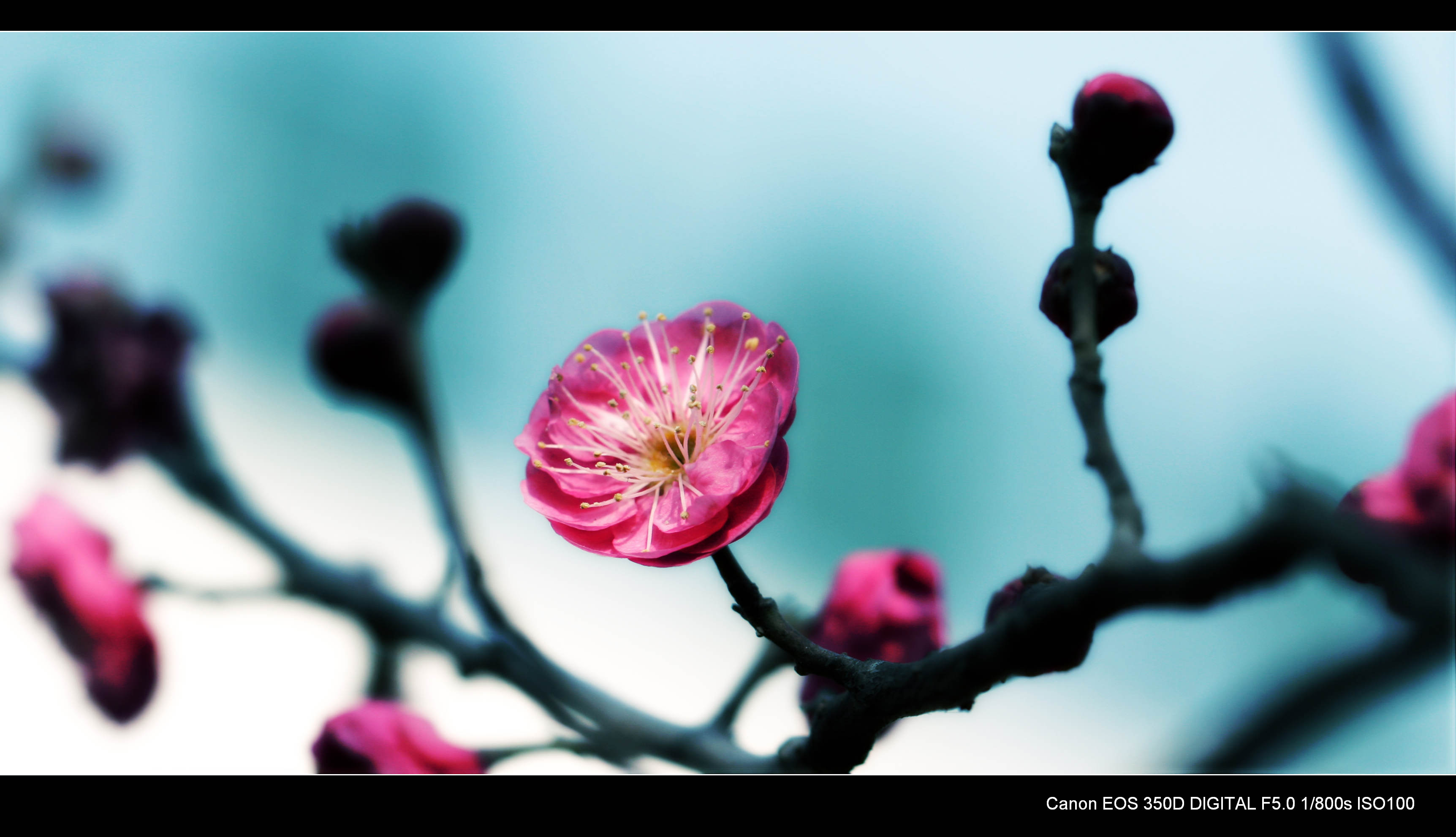 又见梅花 042.jpg