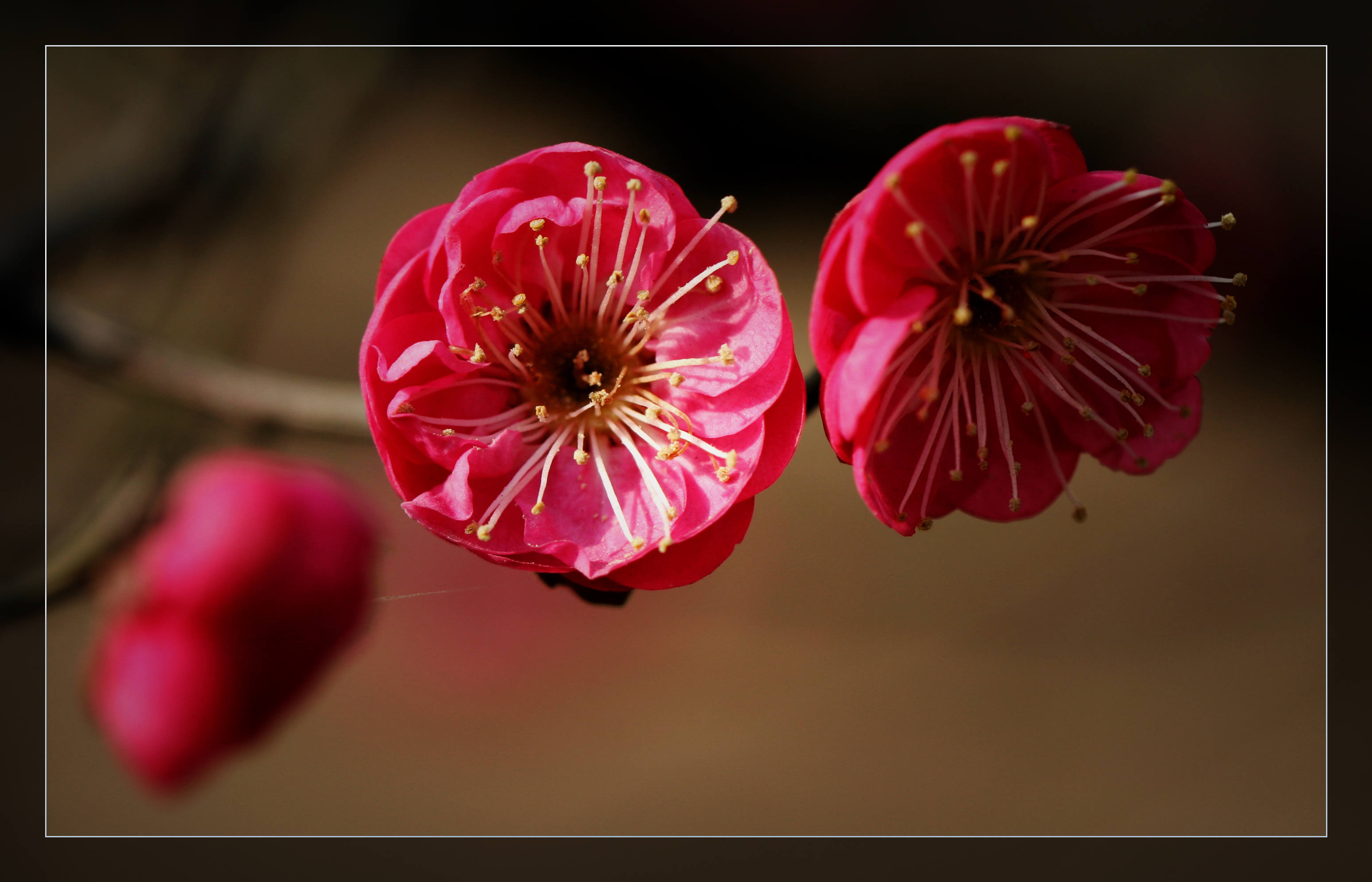 又见梅花 069.jpg