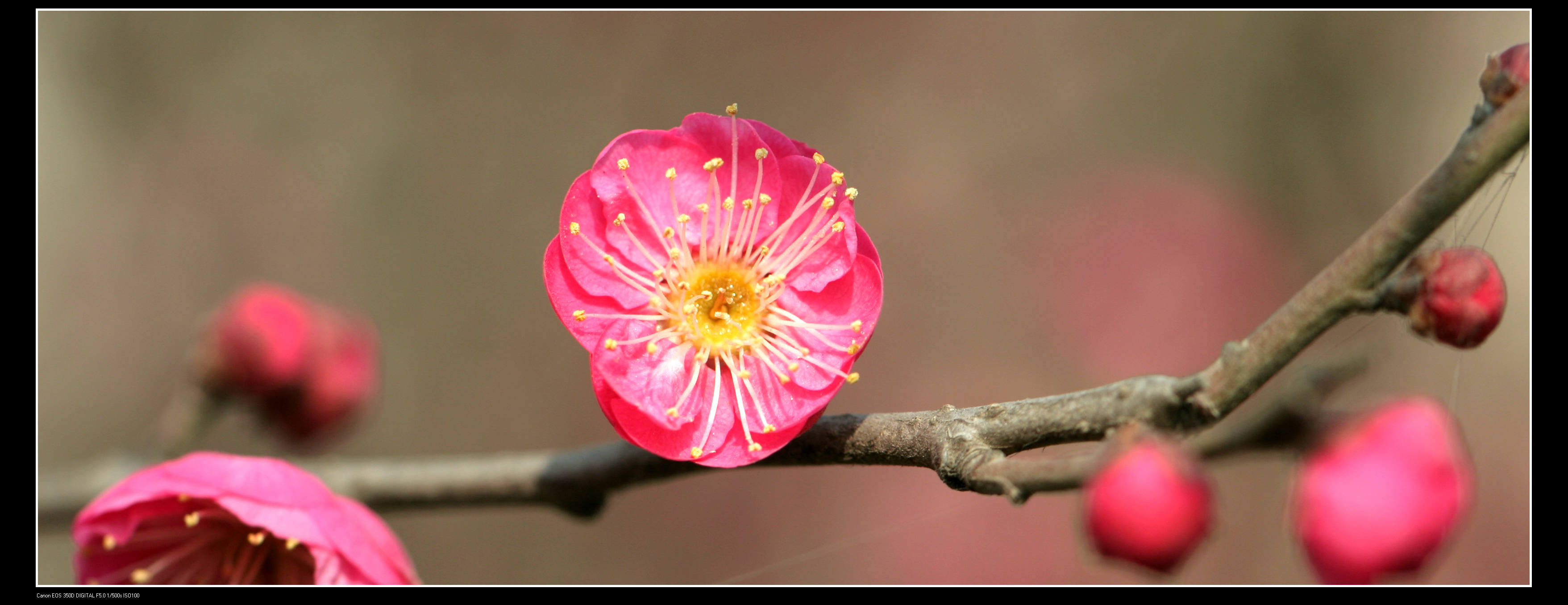 又见梅花 078.jpg