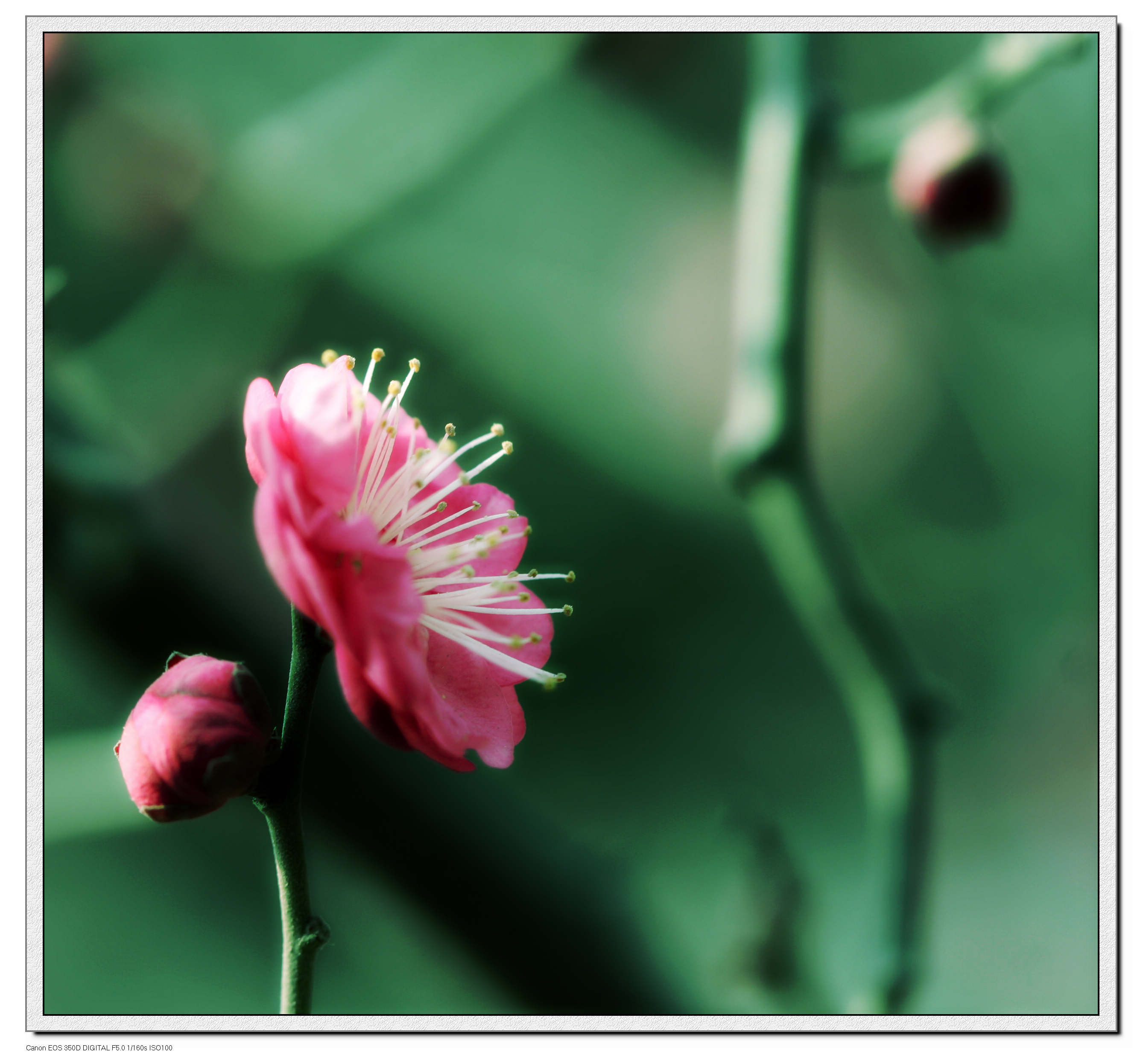 又见梅花 036.jpg