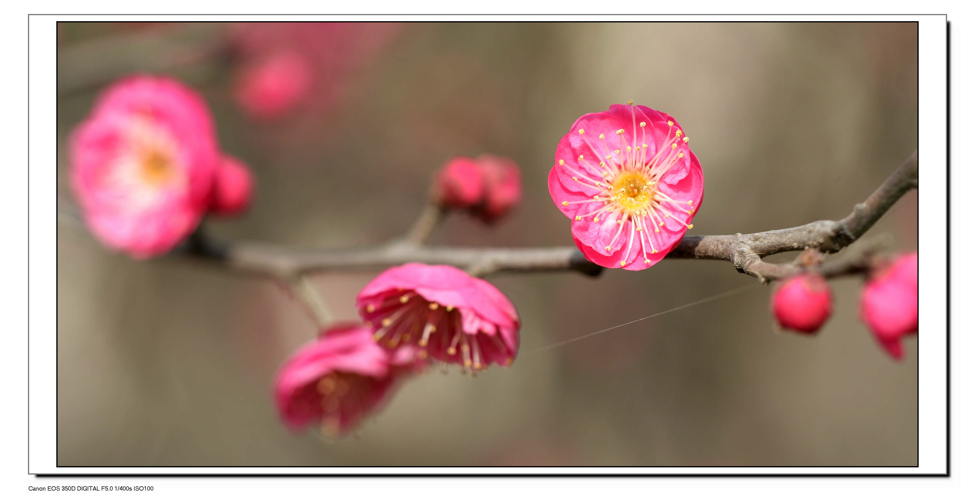又见梅花 032.jpg