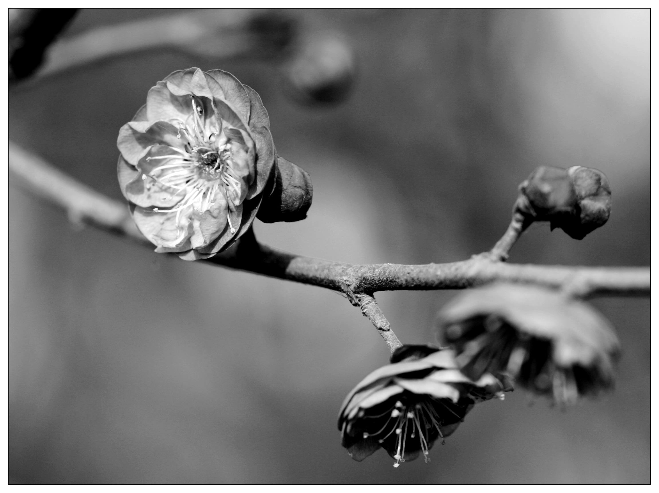 又见梅花 030.jpg