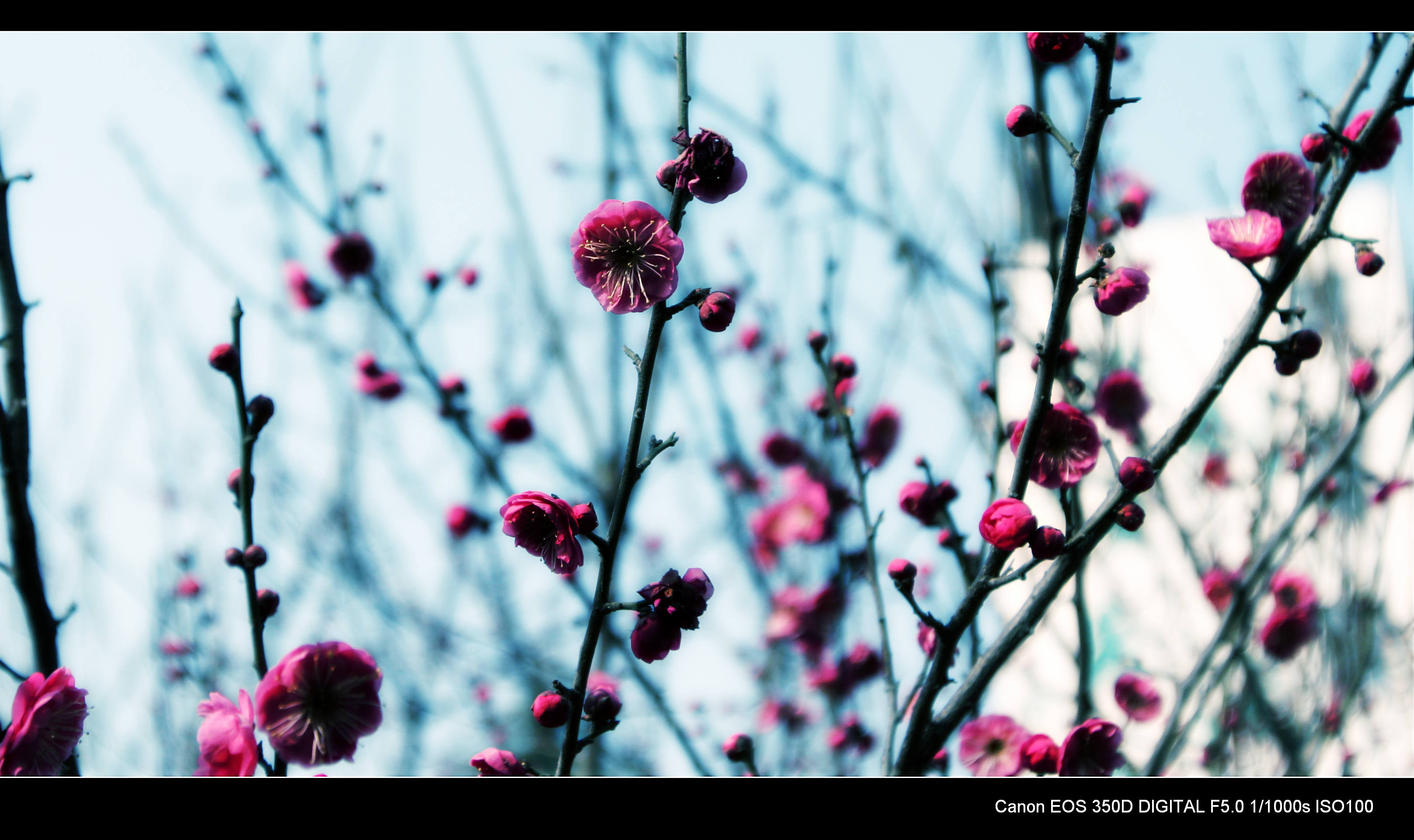 又见梅花 094.jpg