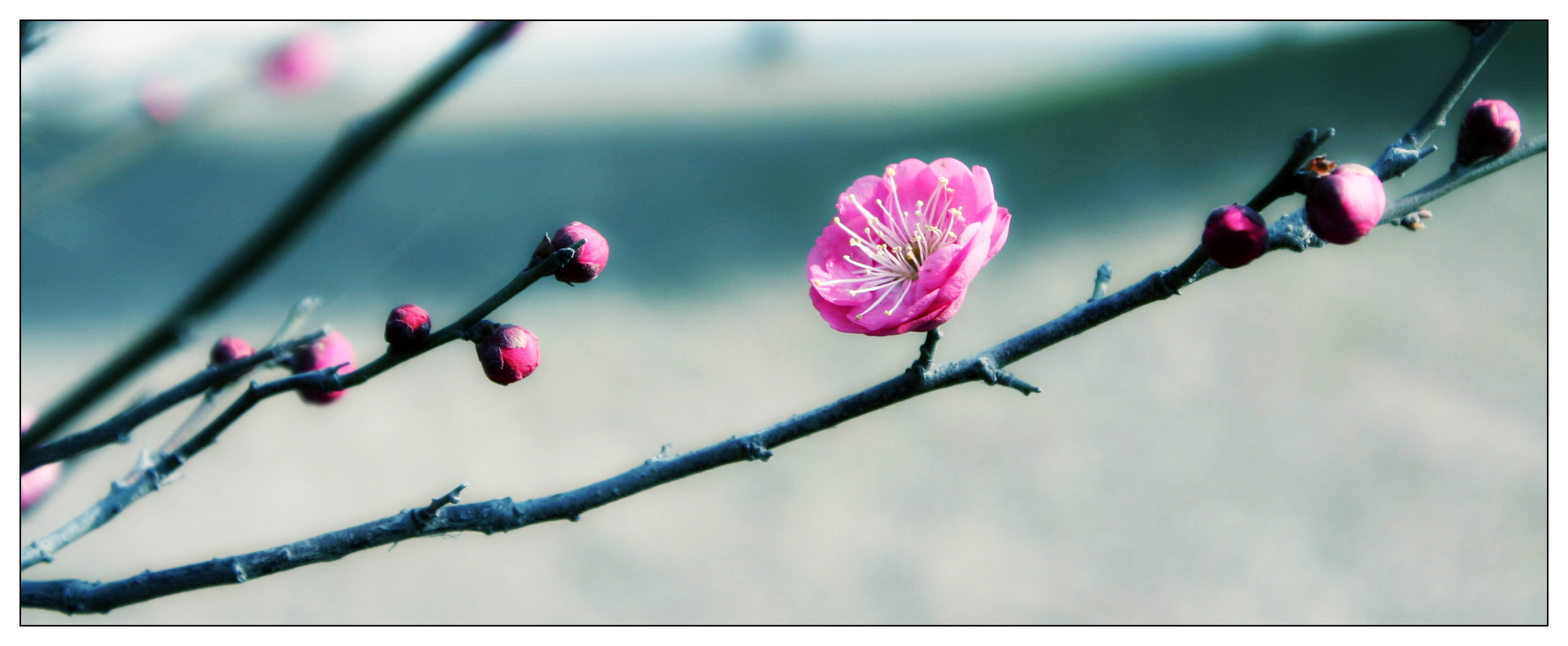 又见梅花 026a.jpg