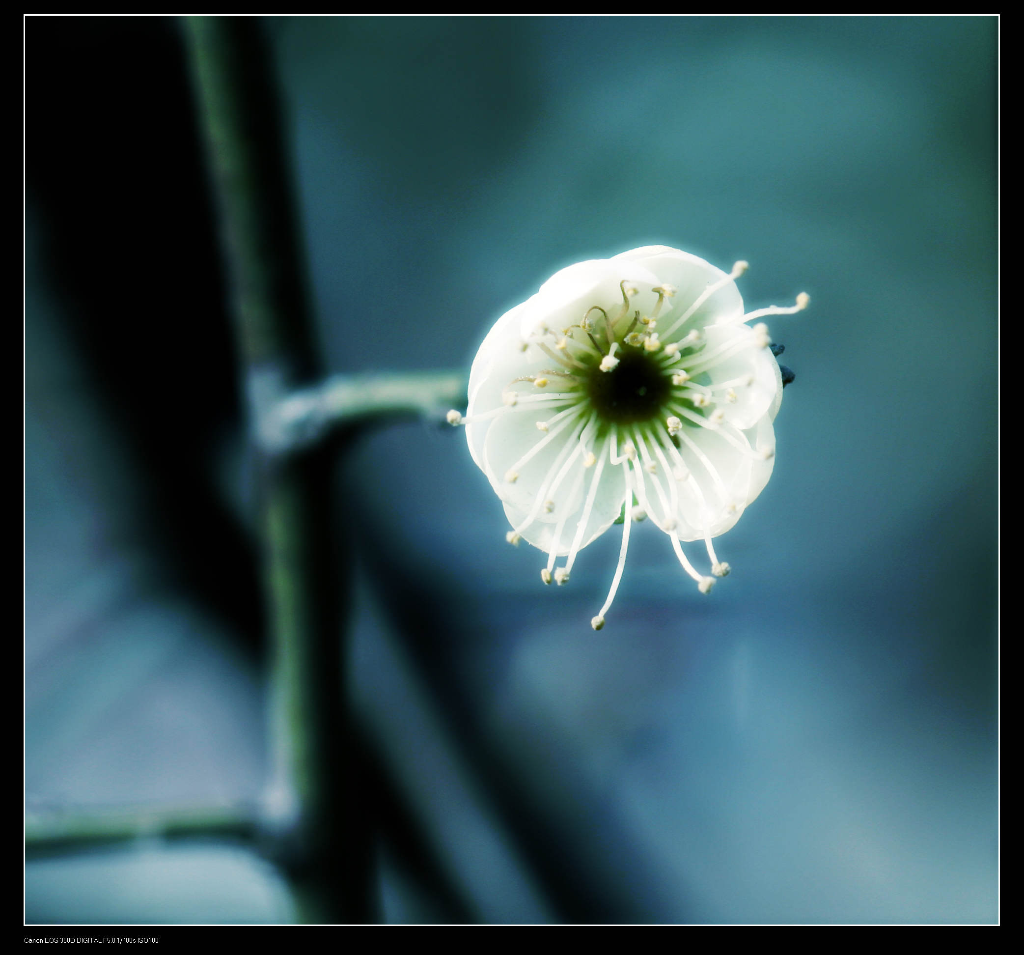 又见梅花 086.jpg
