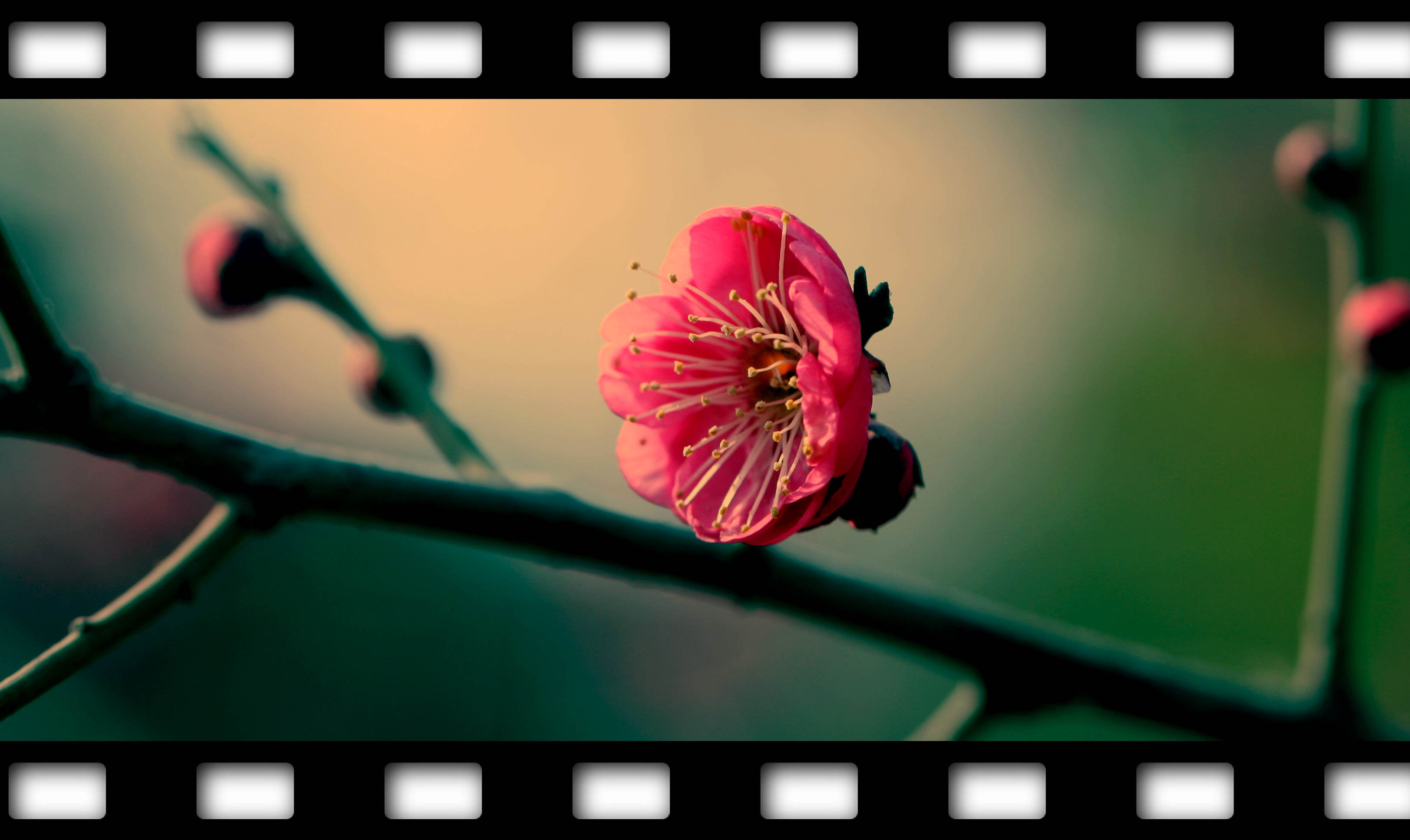 又见梅花 062.jpg