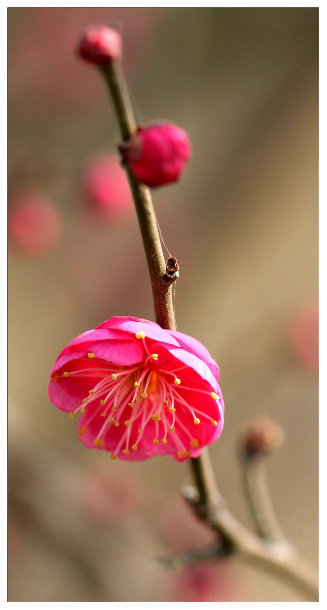 又见梅花 047.jpg