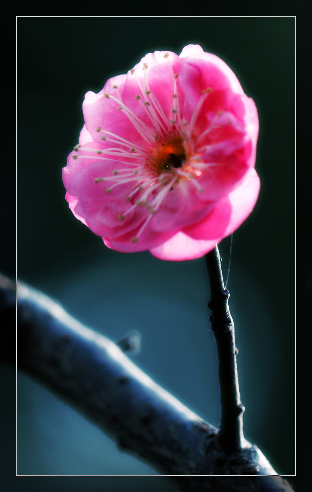 又见梅花 057.jpg