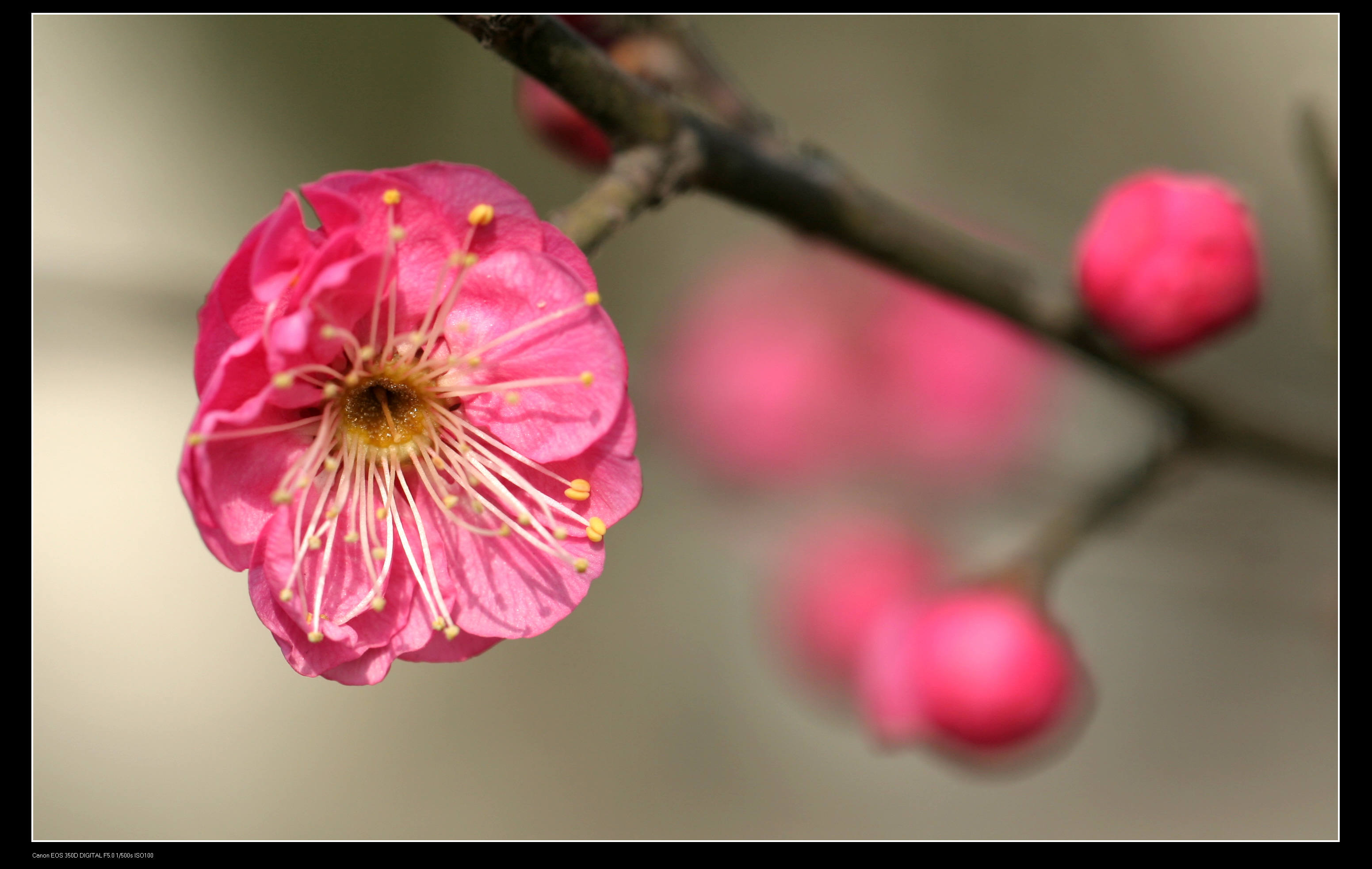 又见梅花 039.jpg
