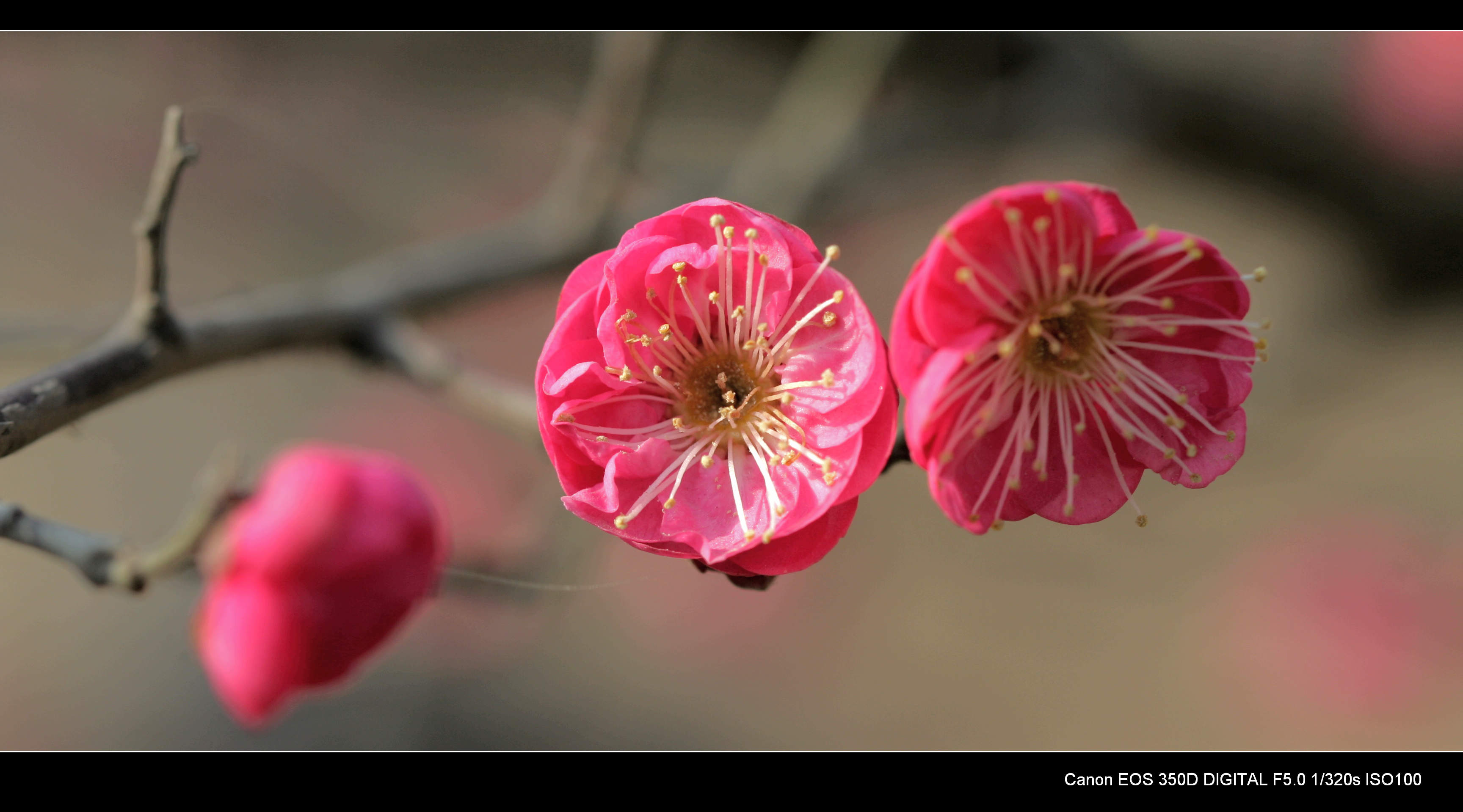 又见梅花 035.jpg