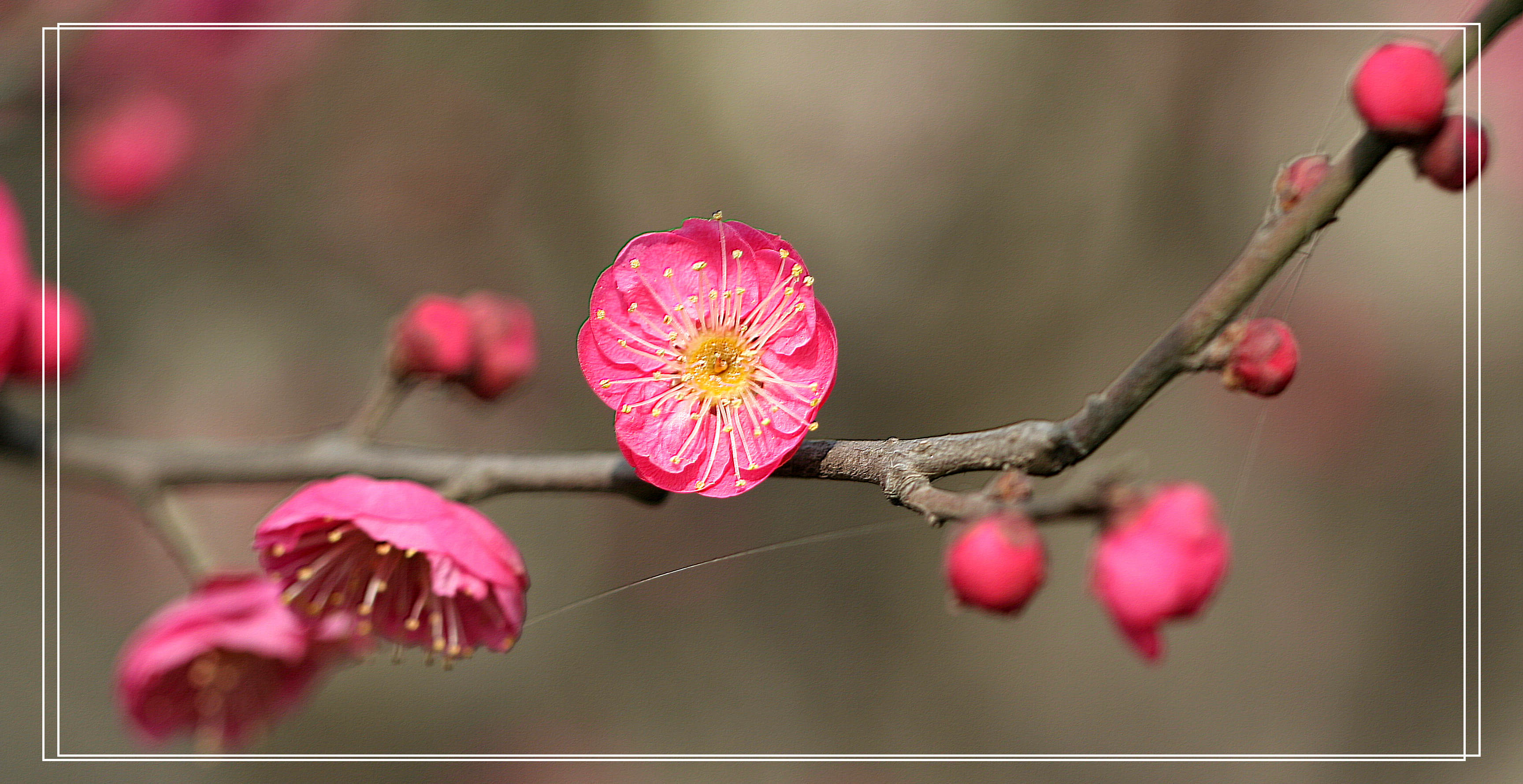 又见梅花 029.jpg