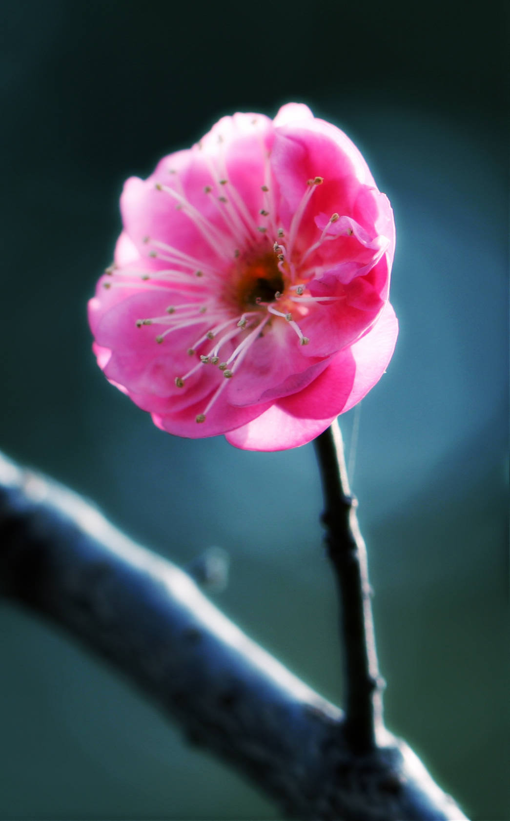 又见梅花 054.jpg