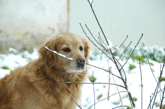 DSC_0944.gif