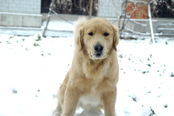 DSC_0936.gif