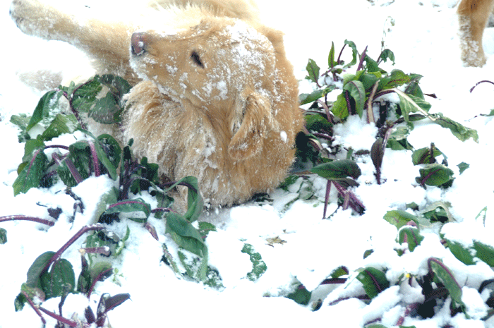 DSC_1044.gif