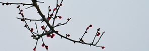 DSC_0192.JPG