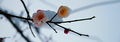 DSC_0243h.jpg