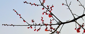 DSC_0302fv.jpg