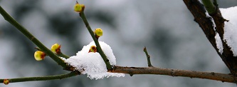 DSC_0216j.jpg