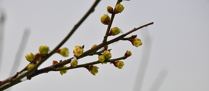 DSC_0268b.jpg