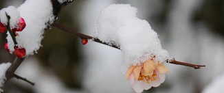 DSC_0244h.jpg