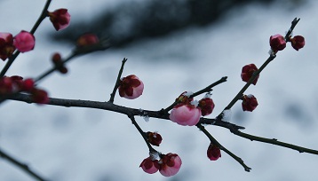 DSC_0197k.jpg