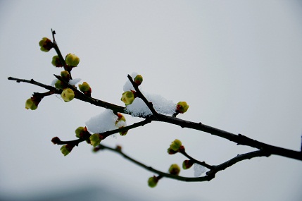 DSC_0218h.jpg