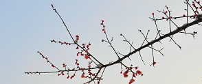 DSC_0307g.jpg